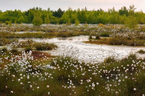 Fruitful cotton grass in spring in the moor