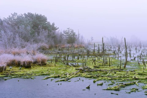 Soil with green peat moss and dead birches with hoar frost