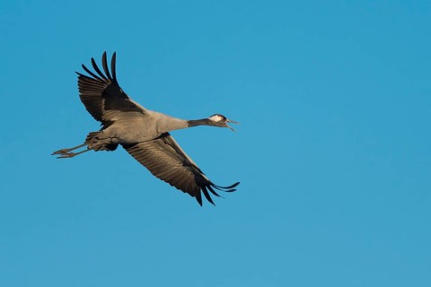 Calling Crane