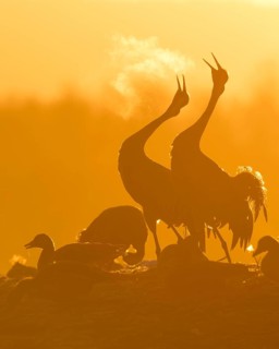 Silhouette