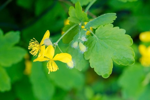 Greater Celandine