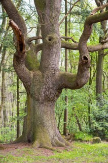 Old Oak