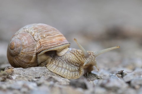 Burgundy snail