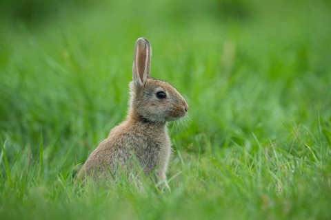 European rabbit