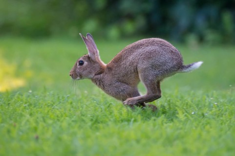 European rabbit