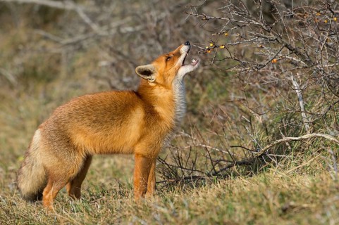 Red fox