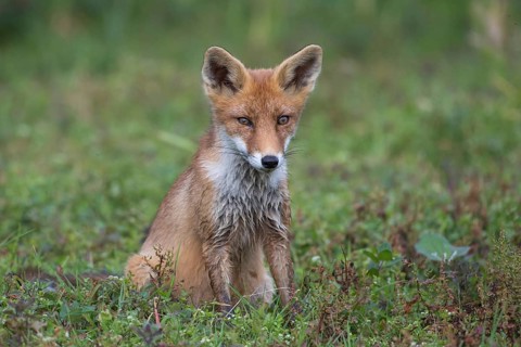 Red fox