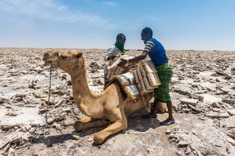 Afar nomads loading dromedary with salt plates from dry salt lake