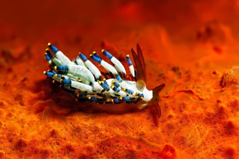 Yamasu's Cuthona