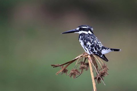 Pied kingfisher
