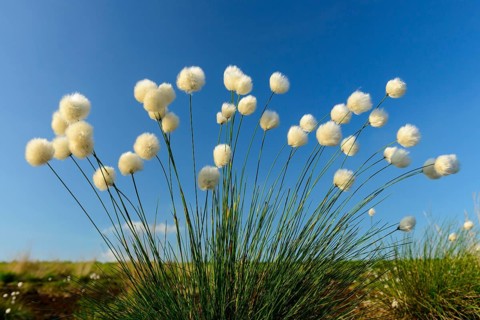Fruitful hare's-tail cottongrass