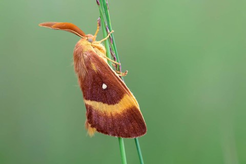 Meadow weevil