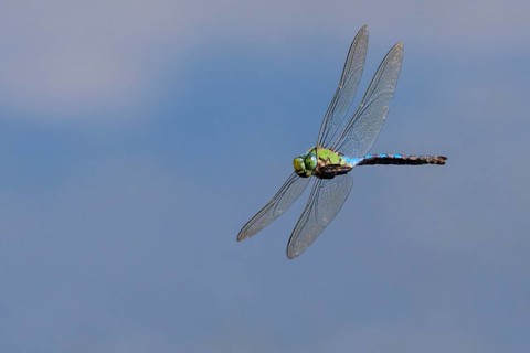 Emperor dragonfly