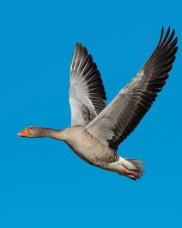 Flying Greylag goose