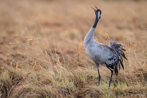 Crane