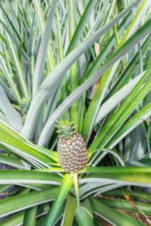 Pineapple plantation