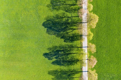 Tree-lined avenue with shade