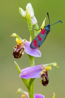 Bee orchid
