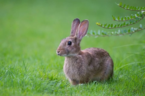 European rabbit