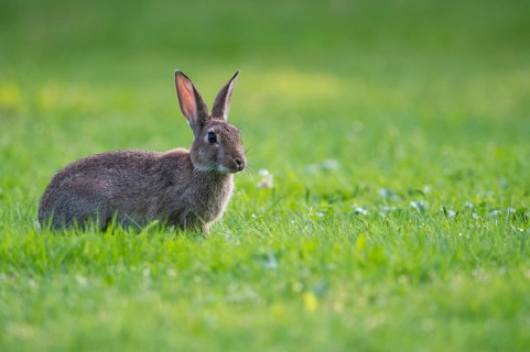 European rabbit