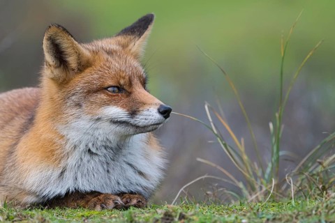 Red fox