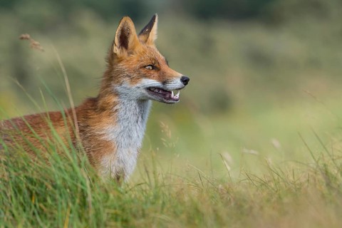 Red fox
