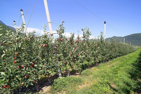 Intensive fruit cultivation Apples