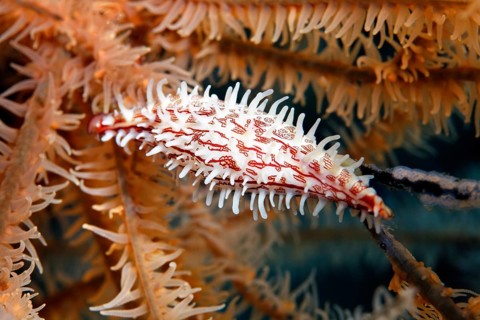 Ovulid