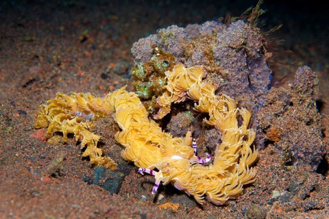 Two sea snails