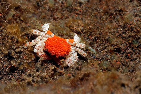 Xanthide crab