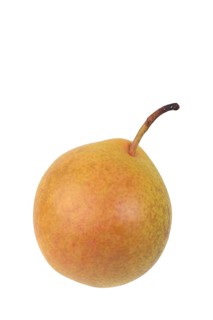 Pear variety Amanlis Butterbirne