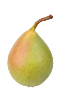 Pear variety Coscia