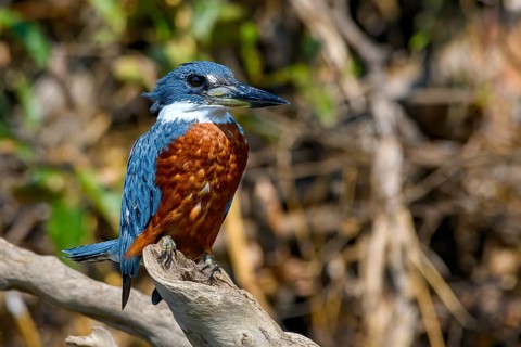 Ringed kingfisher