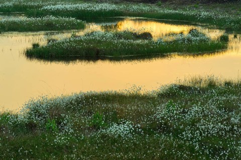 Sunset in a moor with fruiting cotton grass