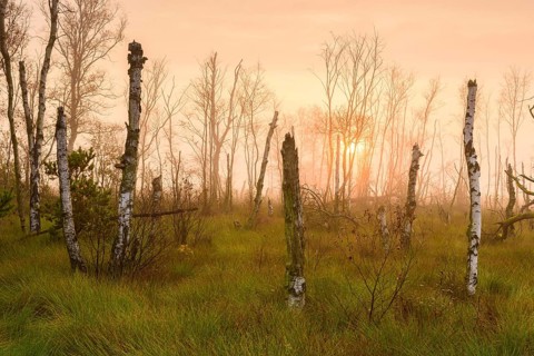 Dead birches in the rewetting area in the Goldenstedter Moor at sunrise