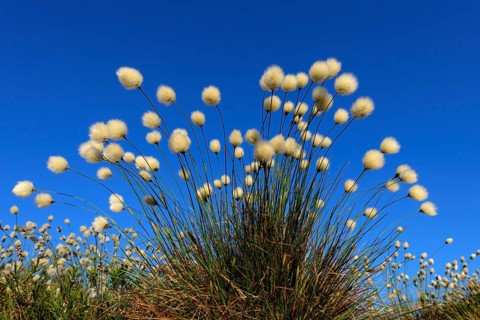 Fruitful cotton grass in spring in the moor