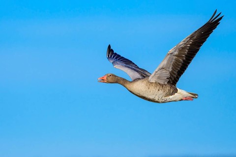 Flying Greylag goose