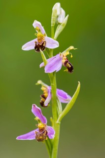 Bee orchid