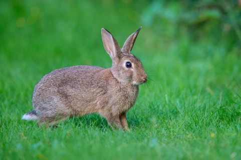 European rabbit