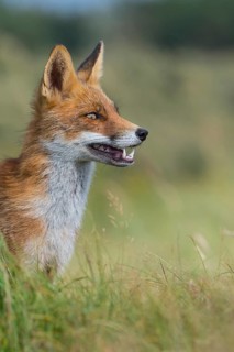 Red fox