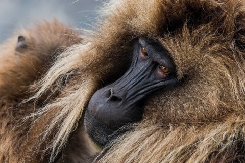 Gelada baboon