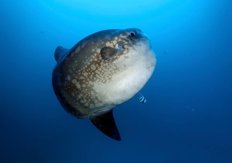 Ocean sunfish