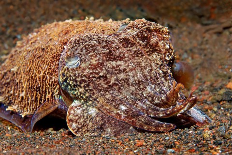 Broadclub Cuttlefishas well