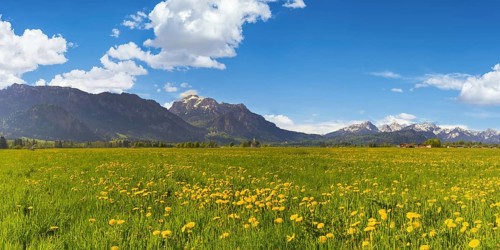 Blossoming dandelion meadow