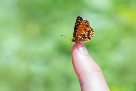 False Heath Fritillary (Melitaea diamina)