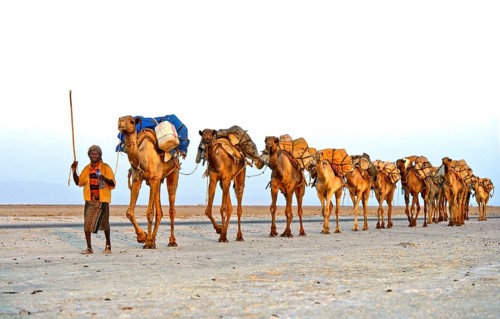 Caravan guide leads dromedaries loaded with rock salt plates across the Assale Salt Lake