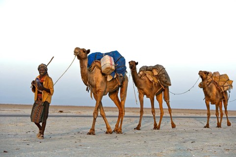 Caravan guide leads dromedaries loaded with rock salt plates across the Assale Salt Lake