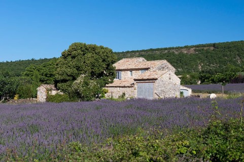 Stone house with lavender field (Lavandula angustifolia)