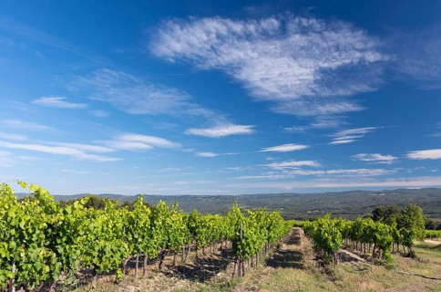 Vineyard