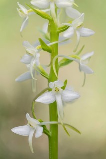 Lesser butterfly-orchid